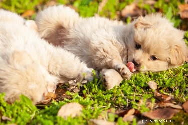 Doet hondenplas planten pijn?
