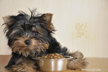 Hoe maak je droog hondenvoer aantrekkelijker