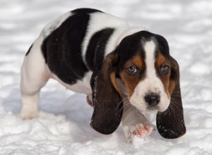 Pourquoi les chiens ont-ils des oreillettes aussi longues ?