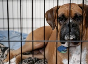 Utilisation inappropriée d une cage pour chien