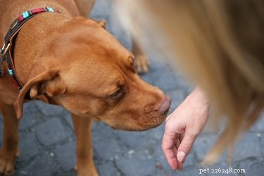 Hoe ver kan een hond geur detecteren?