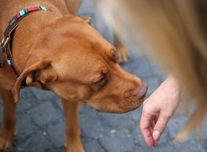 À quelle distance un chien peut-il détecter une odeur ?