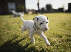 Les chiots changent-ils de couleur à mesure qu ils grandissent ?