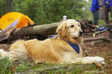 犬と一緒にキャンプに行くための4つのヒント 