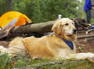 4 conseils pour faire du camping avec des chiens