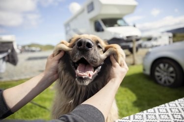 4 conseils pour faire du camping avec des chiens