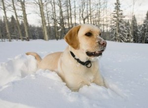 Le climat et l emplacement peuvent-ils affecter la mue des chiens ?