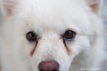 Waarom de ogen van honden tranen en vlekken krijgen