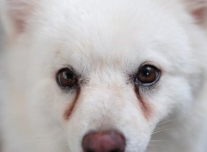 Proč psí oči slzí a špiní se