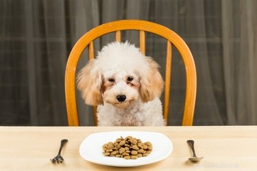 Welk soort voer geven de meeste honden de voorkeur?
