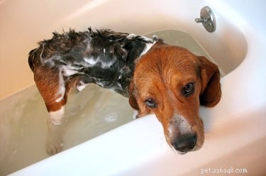 Honden thuis een bad geven