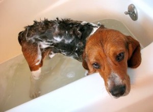 Donner un bain aux chiens à la maison 