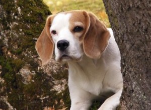 犬の毛皮から樹液を取り除く 