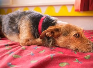 Enlever les poils de chien des draps et de la couette