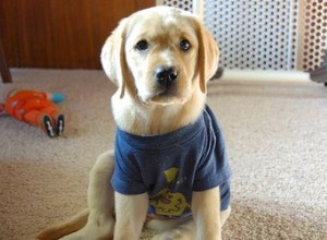 子犬の部屋のデザインのアイデア 