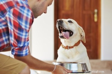 Roestvrijstalen voerbakken voor honden ontsmetten