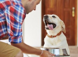 ステンレス鋼の犬のボウルを消毒する方法 