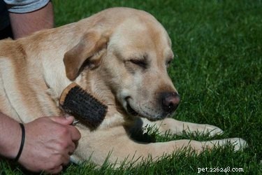 개는 언제 털갈이를 합니까?