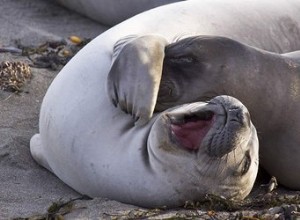 Les animaux sont-ils chatouilleux ?