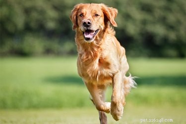 Como fazer um túnel de agilidade para cães