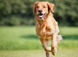 Jak vyrobit tunel pro agility psů