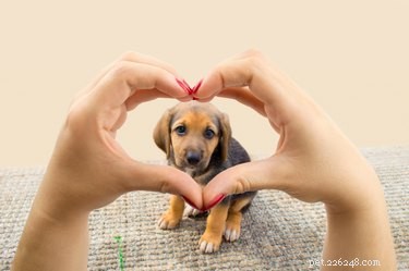 Voelen honden liefde en haat?
