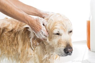 Ingredientes comuns do shampoo para cães