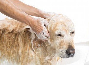 Ingrédients courants du shampooing pour chien