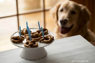 개가 먹기에는 너무 귀여운 강아지 간식 11가지