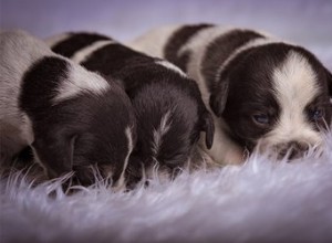 2週齢の子犬に風呂を与える方法 