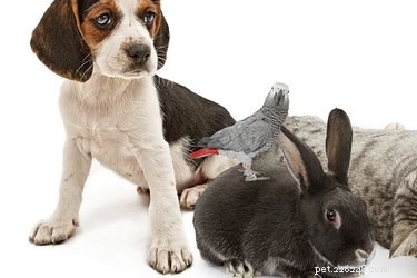 Kunnen vogels, konijnen en honden in hetzelfde huis leven?