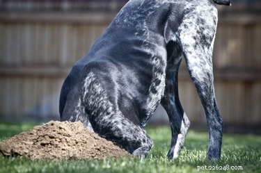 Hoe u kippengaas gebruikt om het graven van honden te stoppen