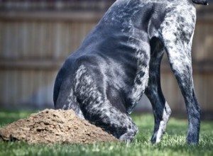 Comment utiliser du fil de poulet pour empêcher le chien de creuser