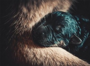 生まれたばかりの子犬についての事実 