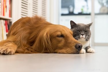 私の犬と猫は平和に一緒に暮らすことができますか？ 