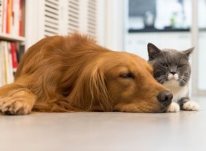 Mon chien et mon chat peuvent-ils vivre ensemble en paix ?