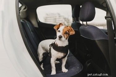 Как долго собака может ездить в машине?