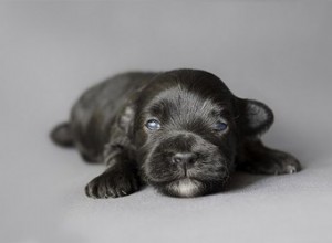 Les chiots naissent-ils avec des poils ?