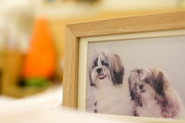 Conseils pour créer un mémorial pour chien Shadow Box