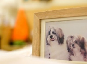 Conseils pour créer un mémorial pour chien Shadow Box