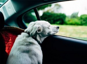 Voyager à travers le pays avec un chien