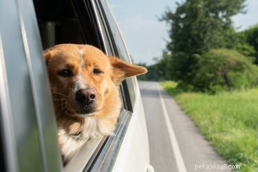 Viajando pelo país com um cachorro