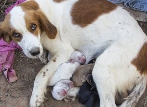 Transfert des chiots nouveau-nés de l extérieur vers l intérieur