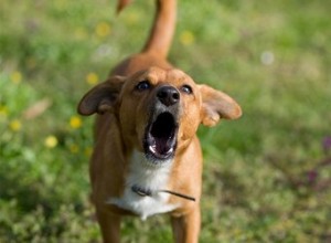 財産所有者の権利と犬の吠え 