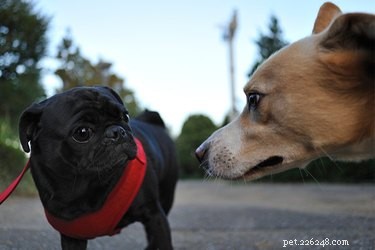 Come tenere separati due cani