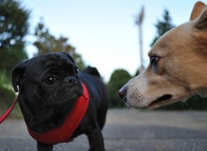 Comment séparer deux chiens