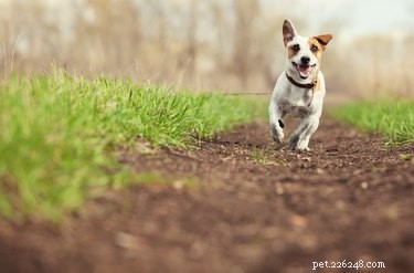 어떤 유형의 뿌리 덮개가 개 달리기에 가장 적합합니까?