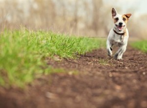 Quel type de paillis est le meilleur pour un parc pour chiens ?