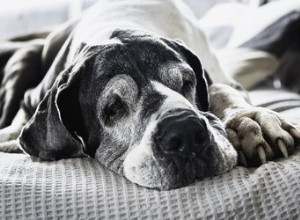 Quelle chanson serait appropriée pour un mémorial pour animaux ?