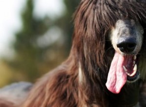 Comment utiliser un brise-tapis pour chiens